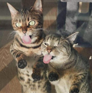 "Удоли!" Дурацкие фото котеек, которые они просили не показывать
