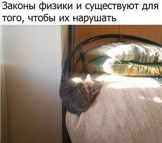 В завершение котовторника.