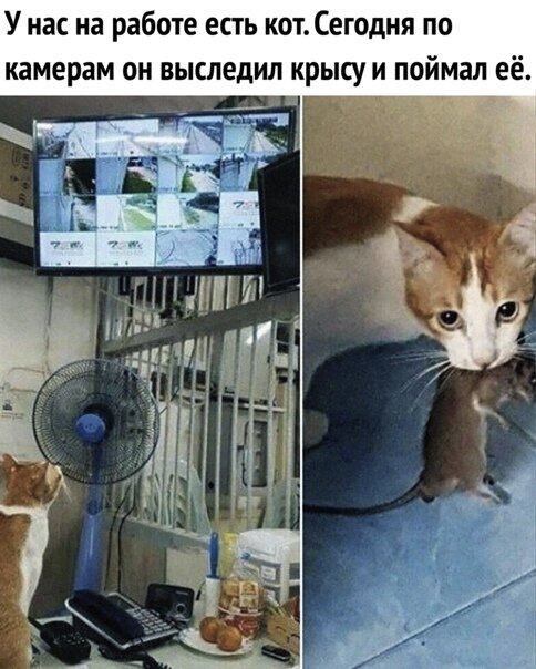 Кретинизмы из KO и KV 30.01.21