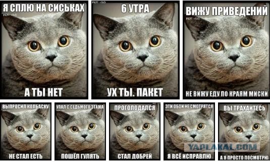 Котовторник  19.03.2013