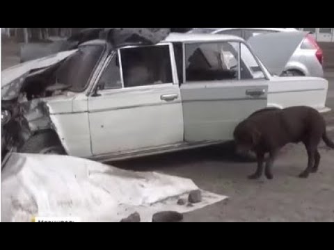 Лабрадор Марик из Мариуполя