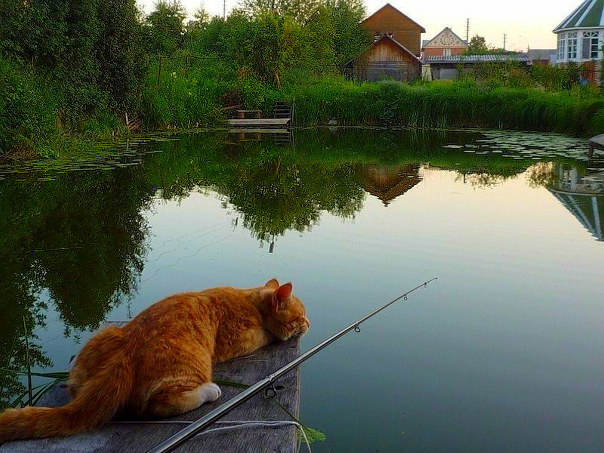 картинки про котиков и рыбоводство