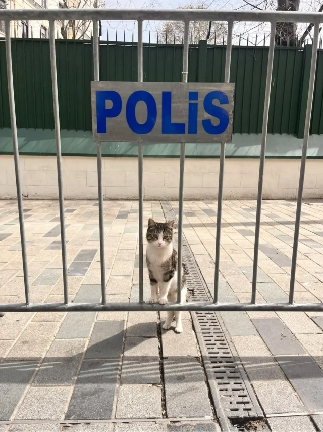 Просто одно котэ