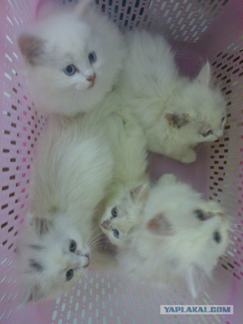 Котовторник 23.07.2013