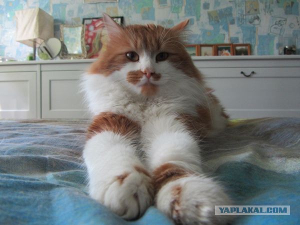 Котовторник 03.09.2013