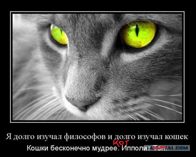 Познавательные факты о черных кошках