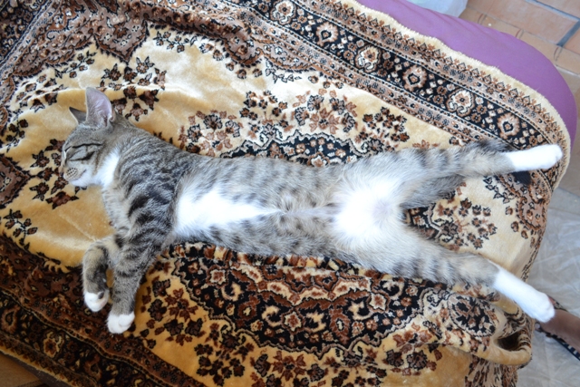 Котовторник 27.5.2014