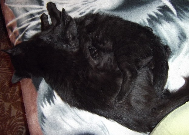 Котовторник 10.06.2014