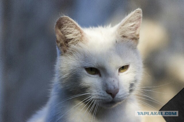 Котовторник 23.09.2014.