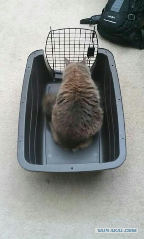 15 котов, которые спрятались от ветеринара