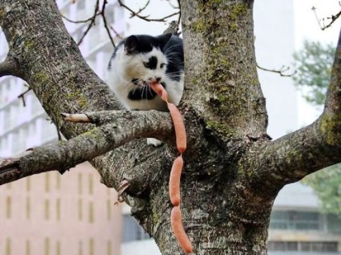 Кошки и другие