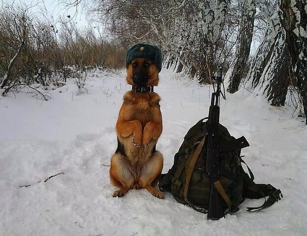 Веселые картинки
