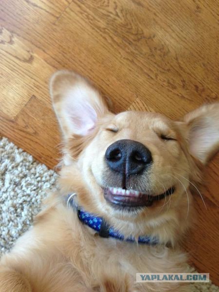 Хороший сон