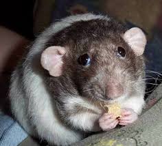 Этот ВЗГЛЯД!