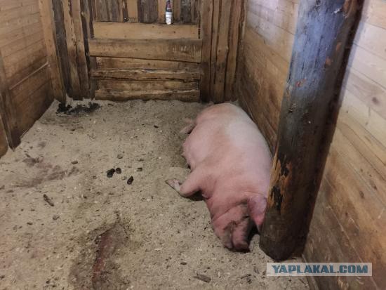 В логове настоящих свиней