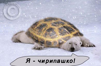 ШОШ так плющит?