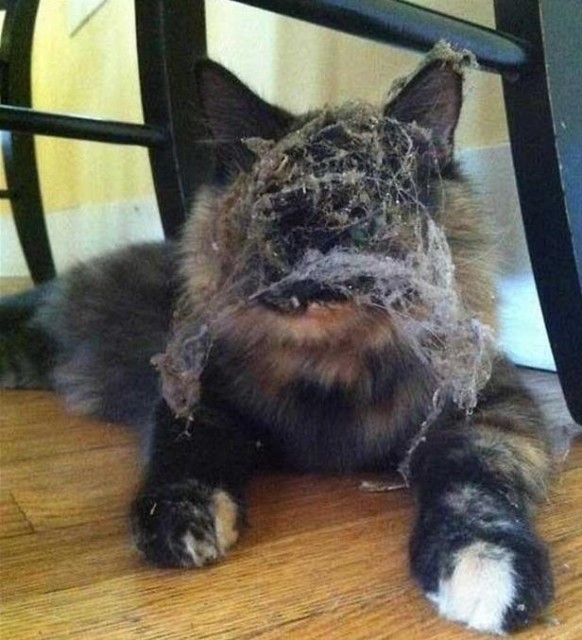 Коты и Кошки