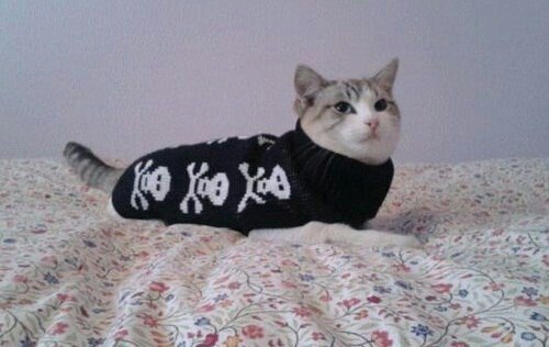 Прикольных котов пост