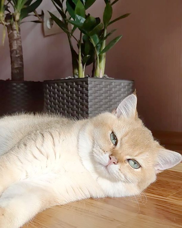 А не открыть бы нам котовторник 03.04.2018