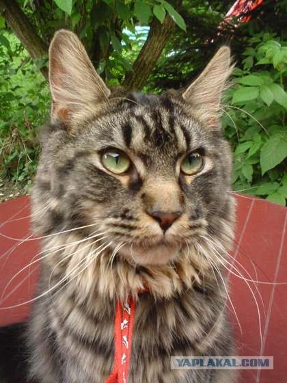 Котовторник на ЯПлакал!