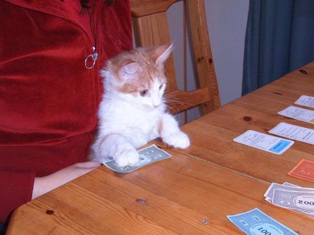 Котовторник на ЯПлакалъ 08.07.2008