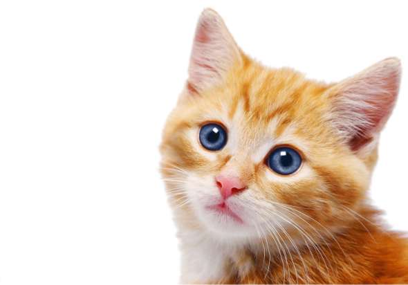 Lolcats - котовторник 33 лолокота!