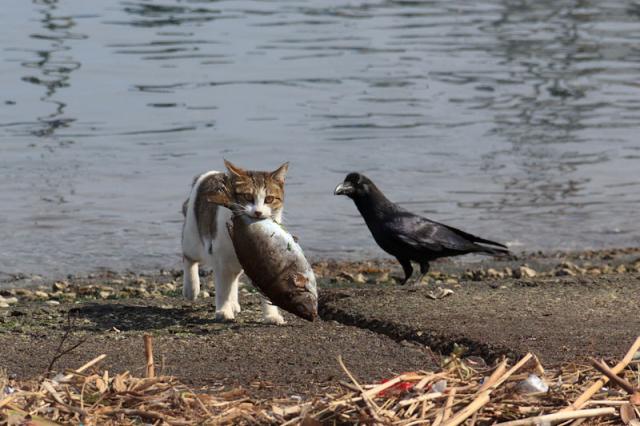 Как котяра ворону ограбил