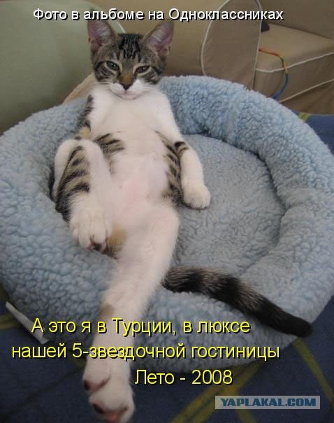 Сегодня котовторник, а котиков все нет
