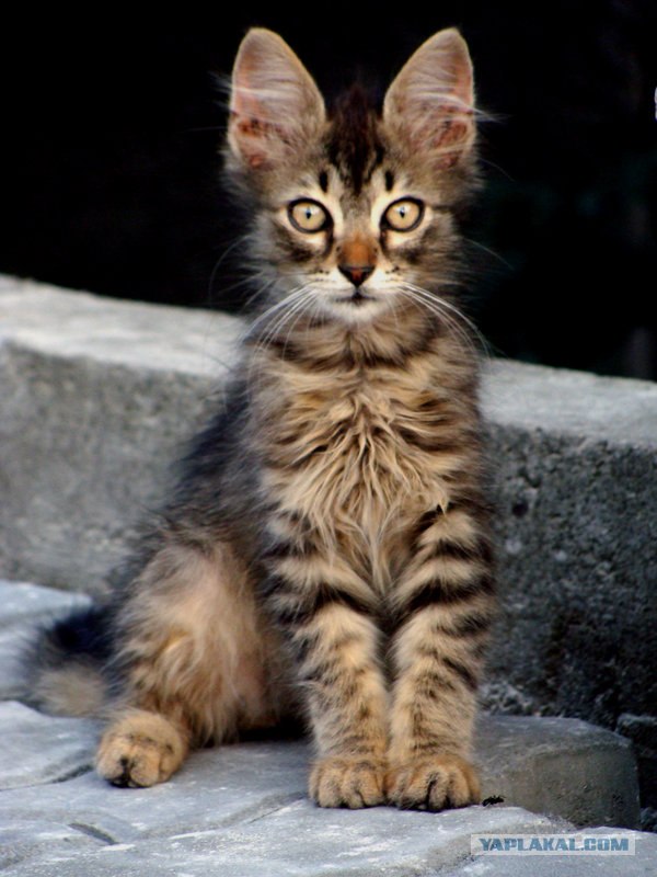 Котовторник