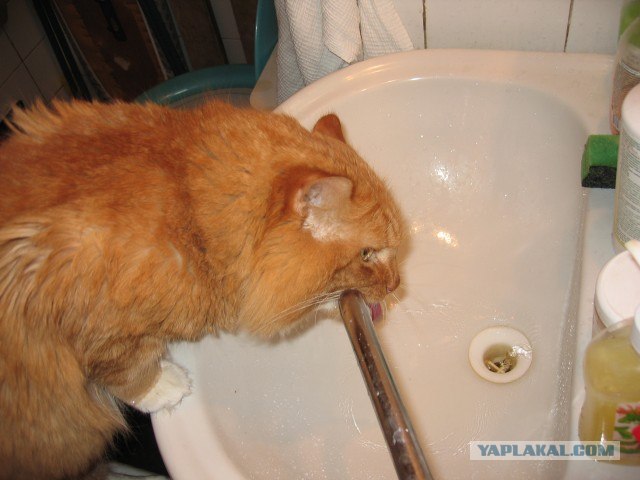 Котовторник на середину июня