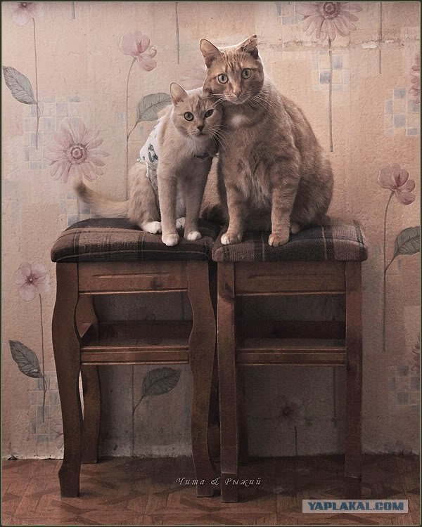 Котовторник в "КотоГетто"