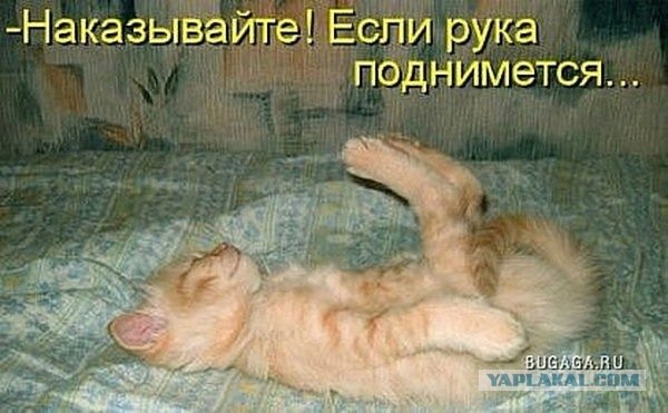 Котовторник 1.11.11