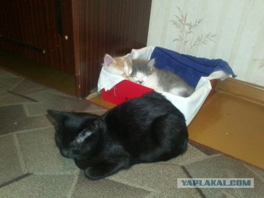 По ошибке усыпили кота