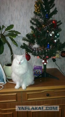Котовторник (28.02.2012)