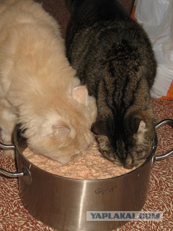 Котовторник 10.04.2012