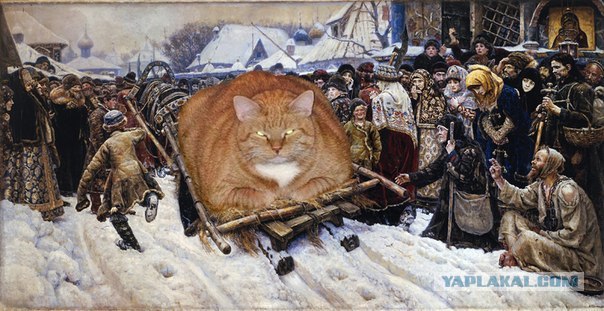 Кот XXL