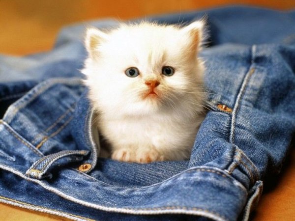 Забавные фото котеек