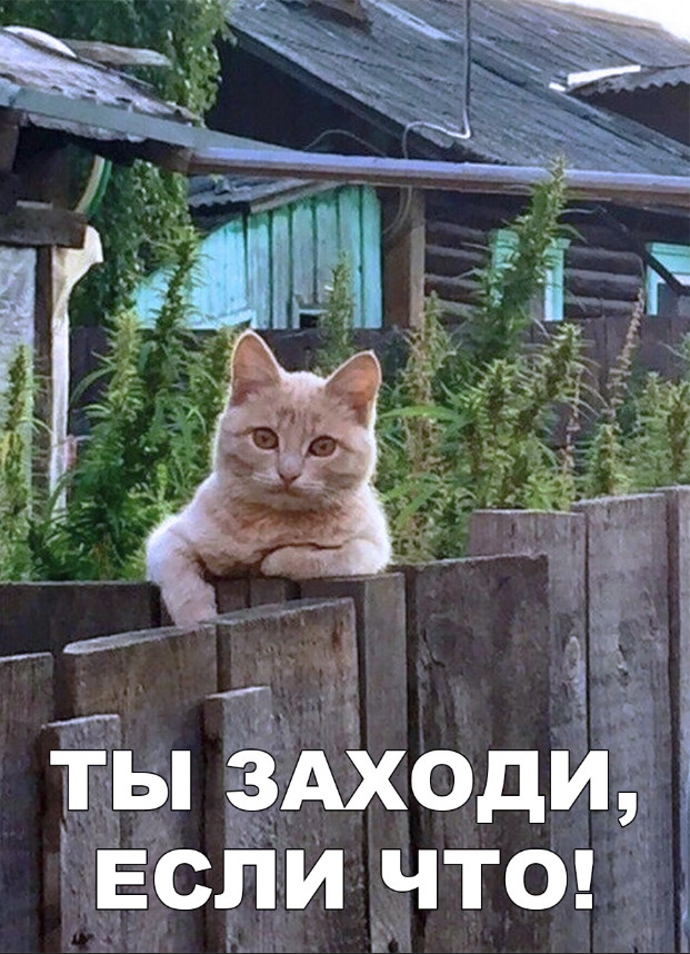 Нестандартный юмор