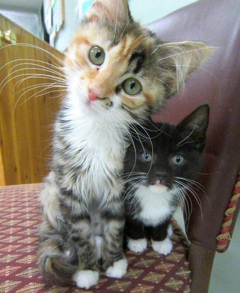 Забавные фото котеек