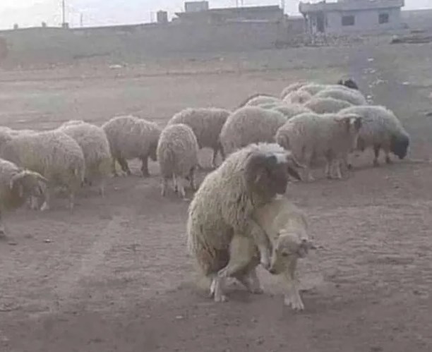 Работа пастушьих собак на овечьей ферме с высоты птичьего полета