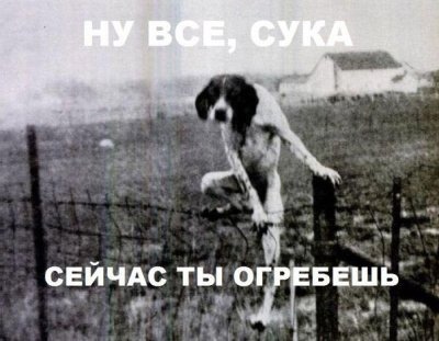 Я не люблю собак