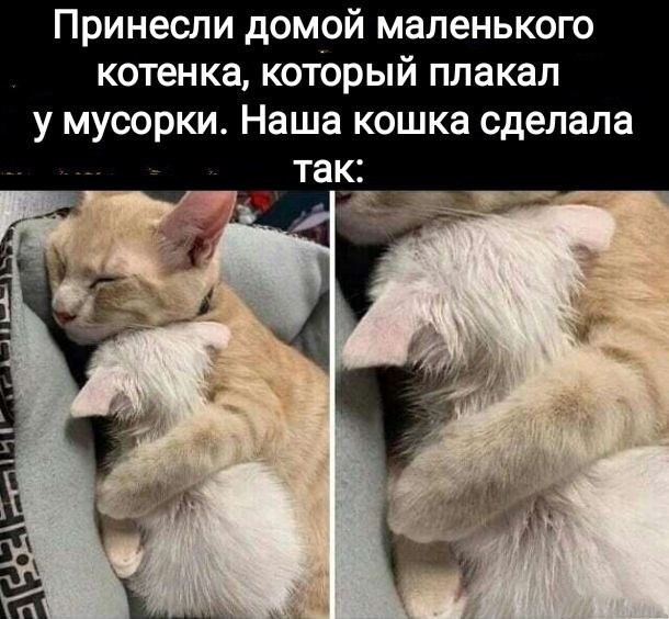 Пост разный баянистых картинок