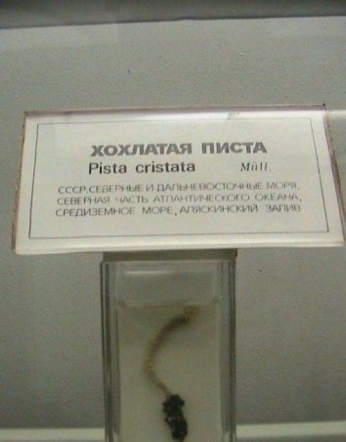 Немного картинок."Колбасный ветер". Август
