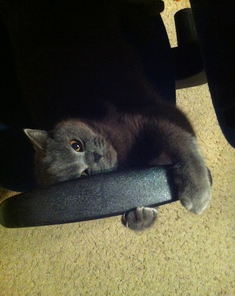 Котовторник 09.04.2013