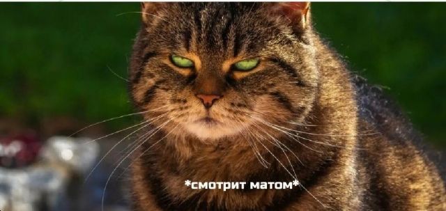 Купил коту новую игрушку