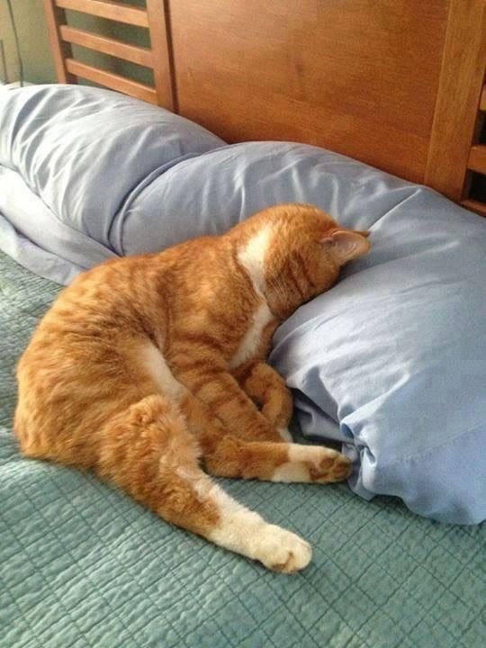 Позы для сна у кошек - что они означают?