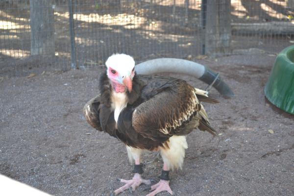 Хочу дачу на канарах!