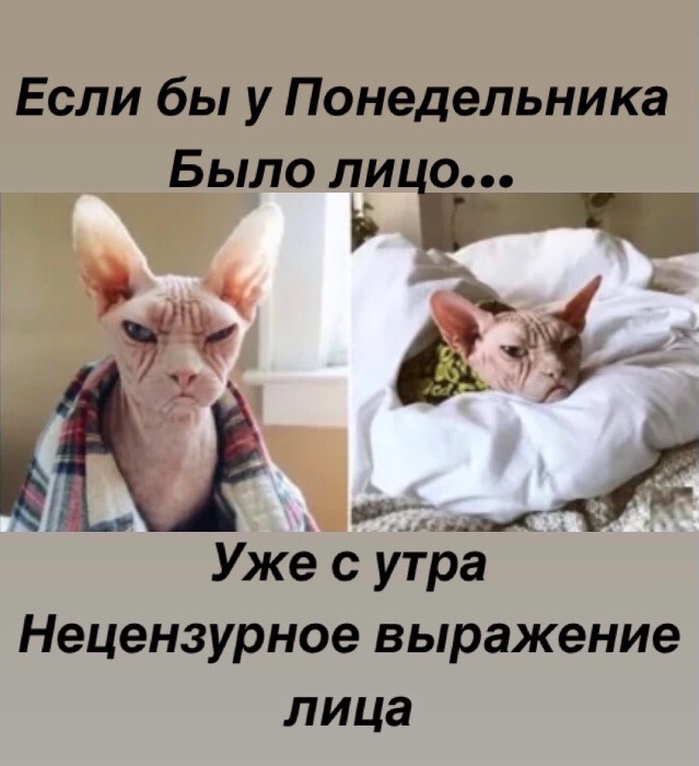 К котовторнику: подборка картинок-баянов с котиками и про котиков. Выпуск 12
