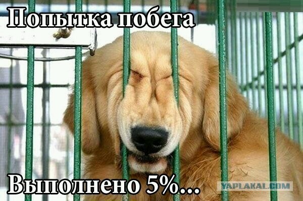 Вольер для собаки