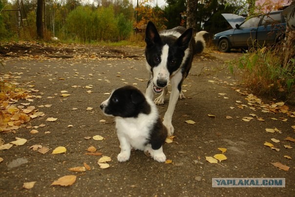 Котэ и собак